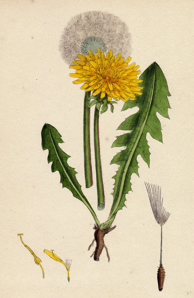 Detail of Taraxacum Officinale Var. Genuinum Common Dandelion Var. A. by Anonymous