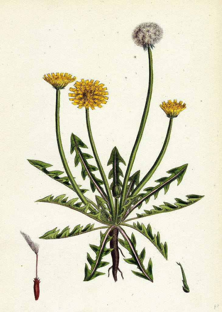 Detail of Taraxacum Officinale Var. Erythrospermum Common Dandelion Var. B. by Anonymous