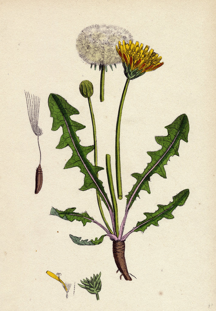 Detail of Taraxacum Officinale Var. Palustre Common Dandelion Var. D. by Anonymous