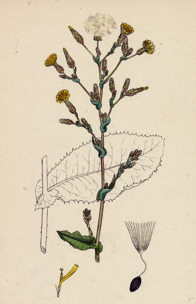 Detail of Lactuca Virosa Strong-Scented Lettuce by Anonymous