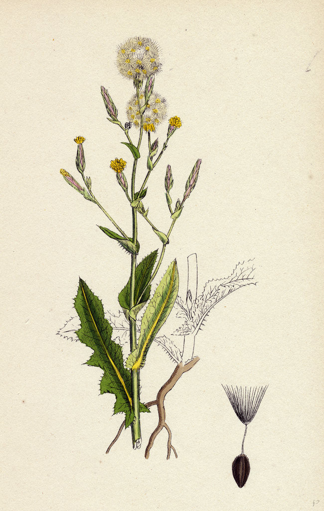 Detail of Lactuca Scariola Prickly Lettuce by Anonymous