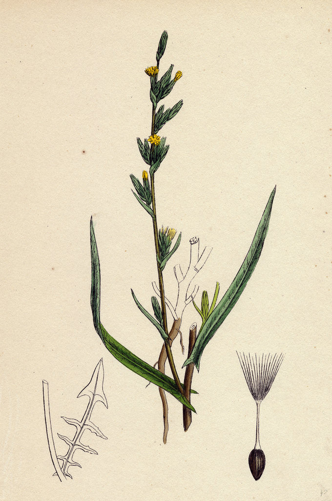 Detail of Lactuca Saligna Least Lettuce by Anonymous