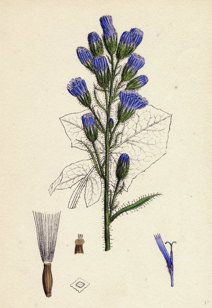 Detail of Mulgedium Alpinum Blue Sow-Thistle by Anonymous