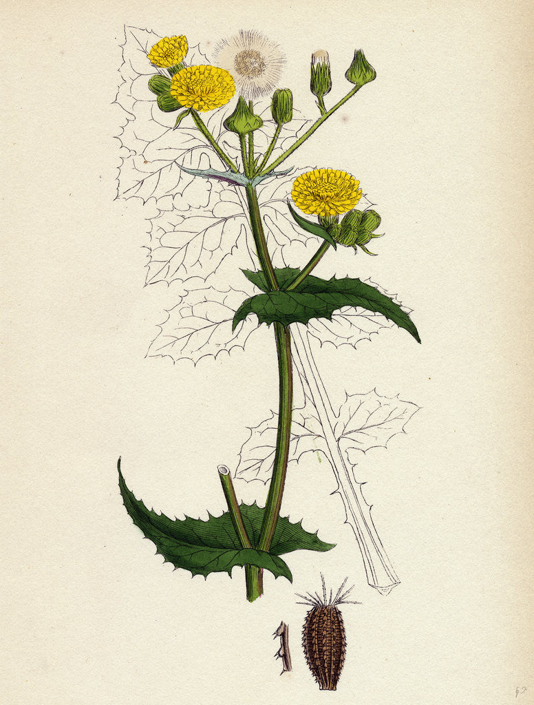 Detail of Sonchus Oleraceus Smooth Sow-Thistle by Anonymous