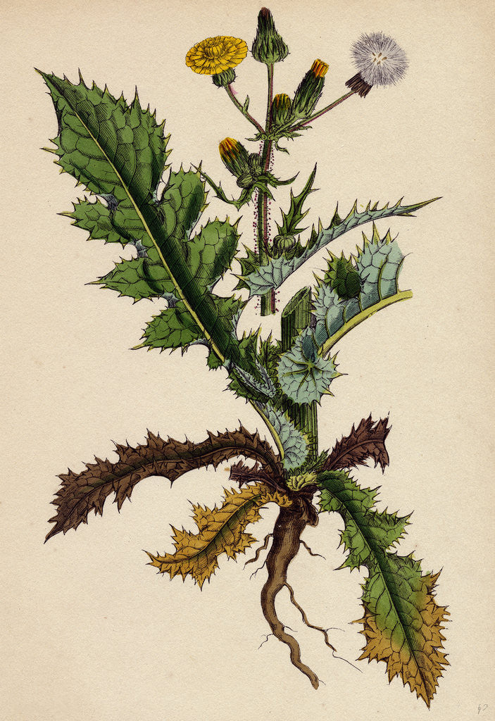 Detail of Sonchus Asper Rough Sow-Thistle Form with Pinnatifid Leaves by Anonymous