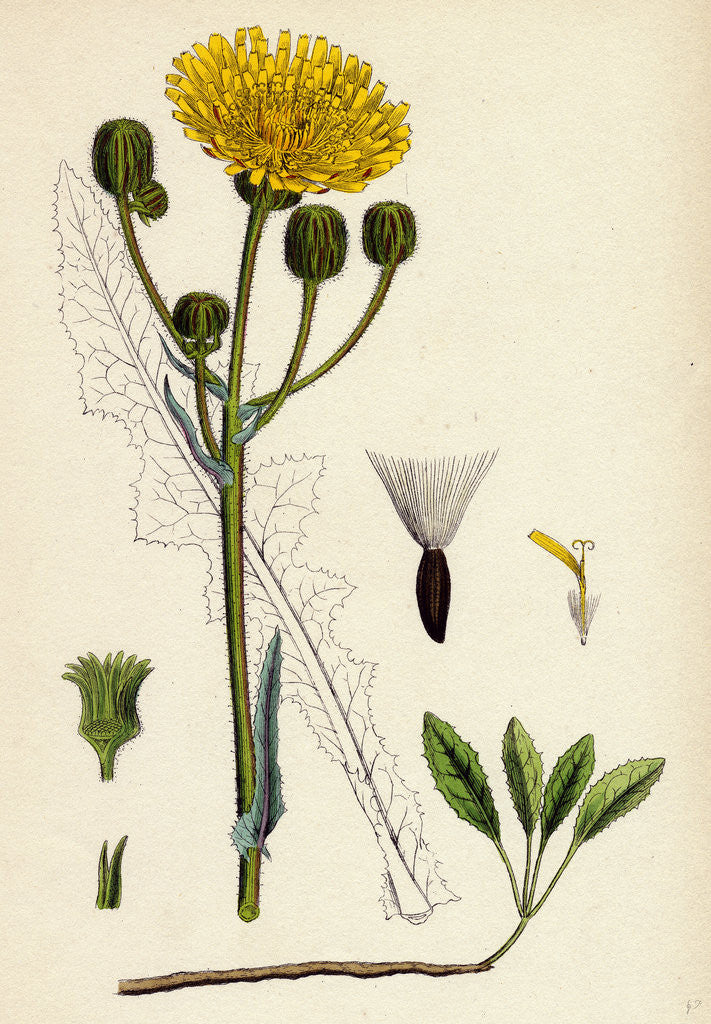 Detail of Sonchus Arvensis Corn Sow-Thistle by Anonymous