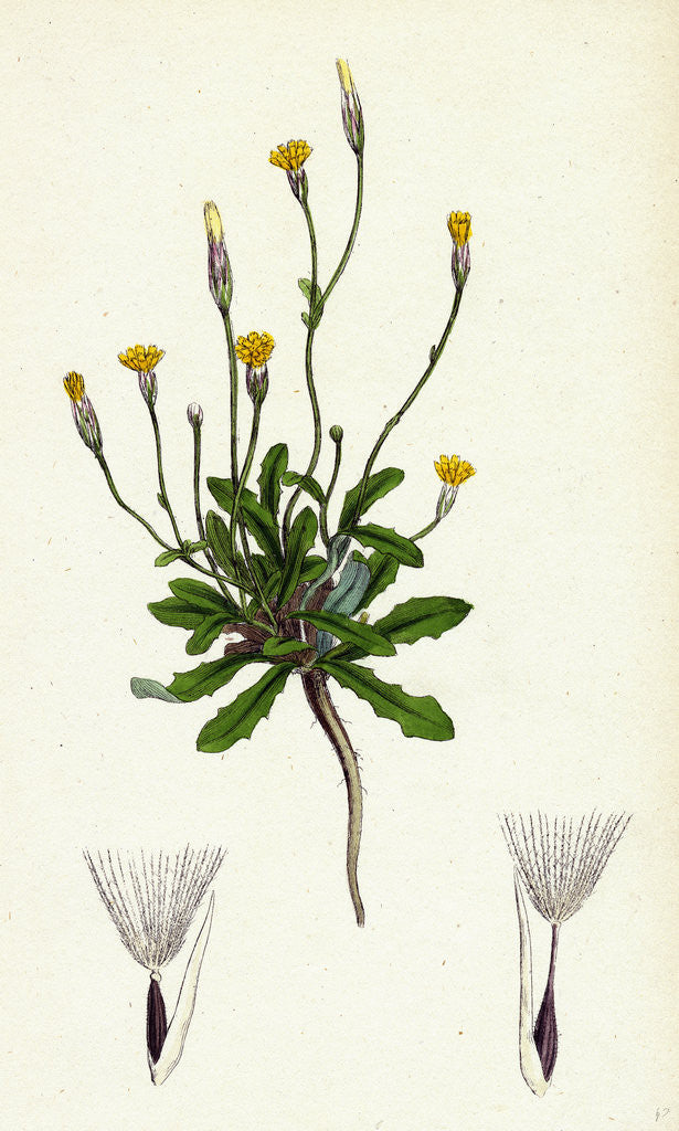 Detail of Hypochoeris Glabra Smooth Cat's-Ear by Anonymous