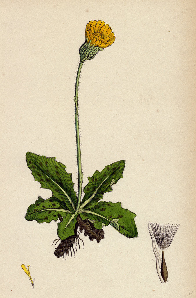 Detail of Hypochoeris Maculata Spotted Cat's-Ear by Anonymous