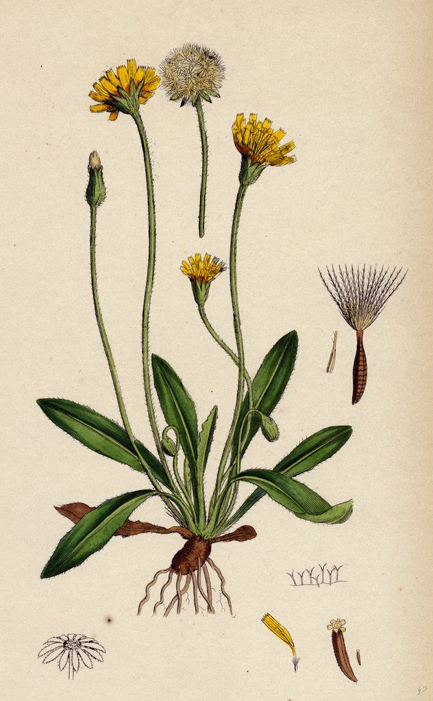 Detail of Leontodon Hirtus Hairy Hawk-Bit by Anonymous