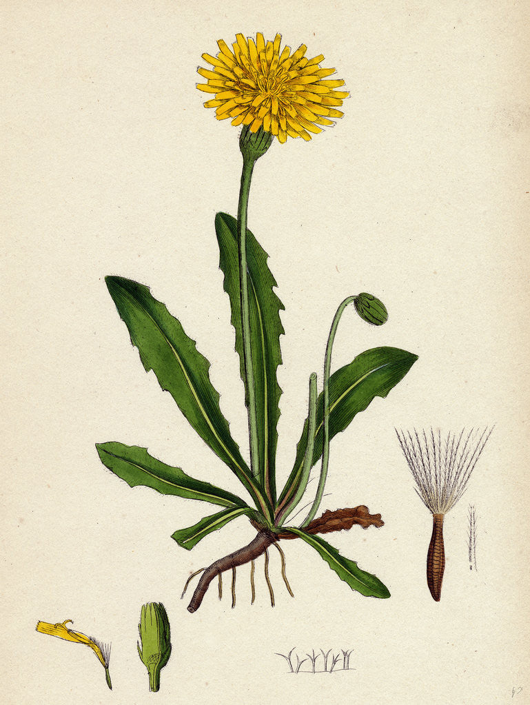 Detail of Leontodon Hispidus Rough Hawk-Bit by Anonymous