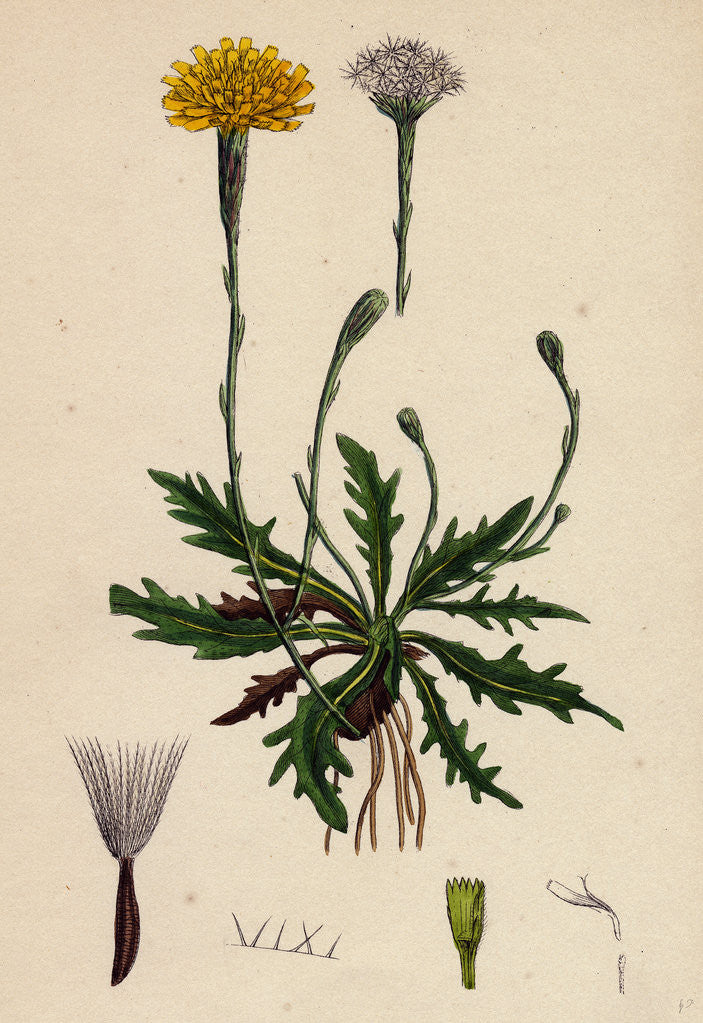 Detail of Leontodon Autumnalis Var. Genuinus Autumnal Hawk-Bit Var. A. by Anonymous