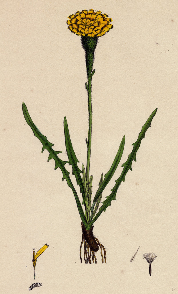 Detail of Leontodon Autumnalis Var. Pratensis Autumnal Hawk-Bit Var. B. by Anonymous