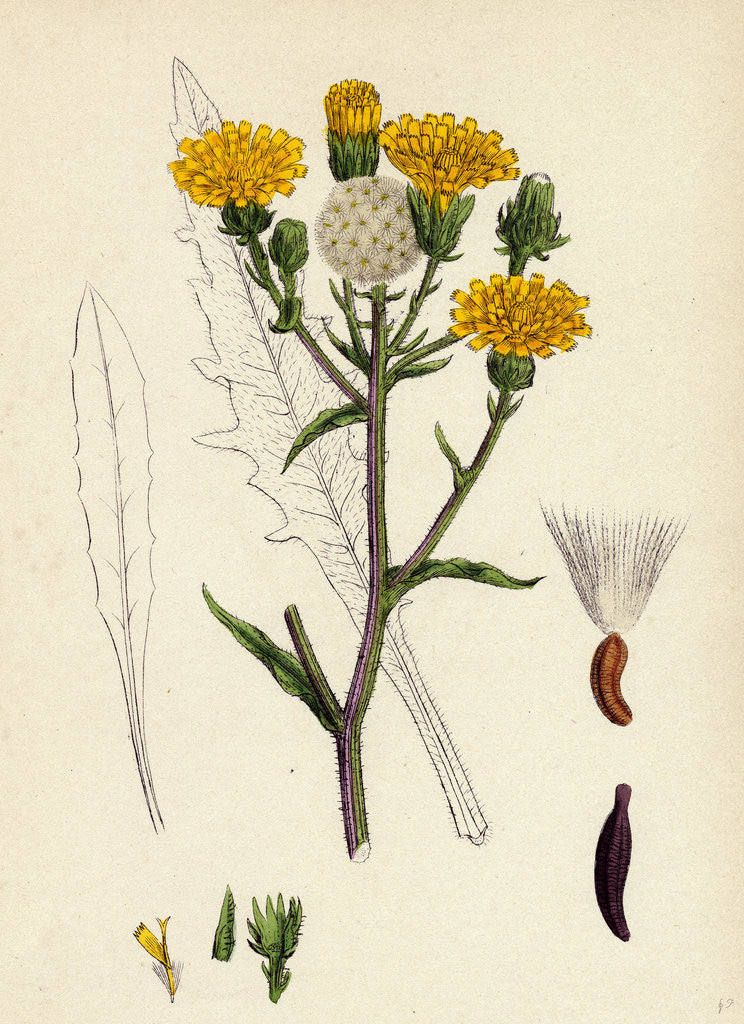 Detail of Picris Hieracioides Hawk-Weed Ox-Tongue by Anonymous