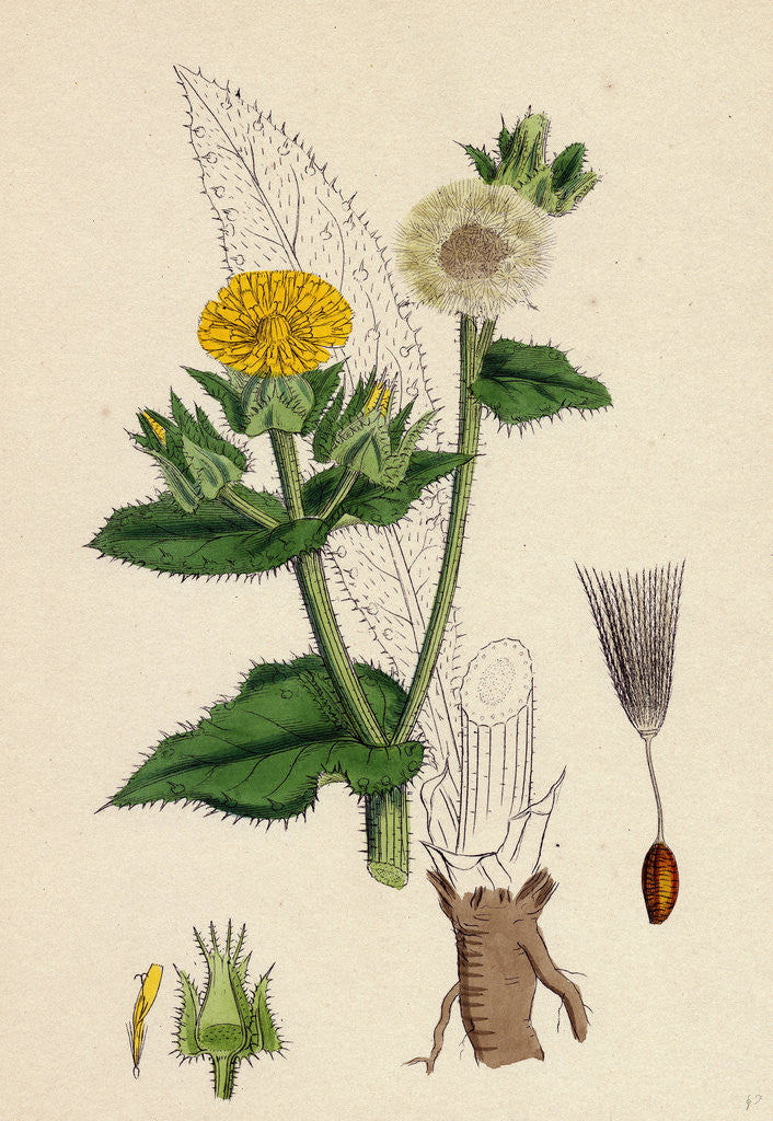 Detail of Helminthia Echioides Bristly Ox-Tongue by Anonymous