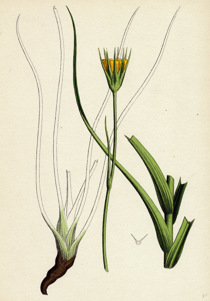 Detail of Tragopogon Pratensis Var. Minor Yellow Goat's-Beard Var. B. by Anonymous