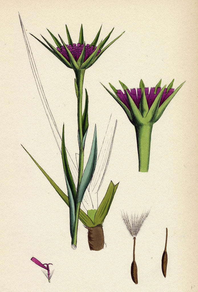 Detail of Tragopogon Porrifolius Salsify by Anonymous