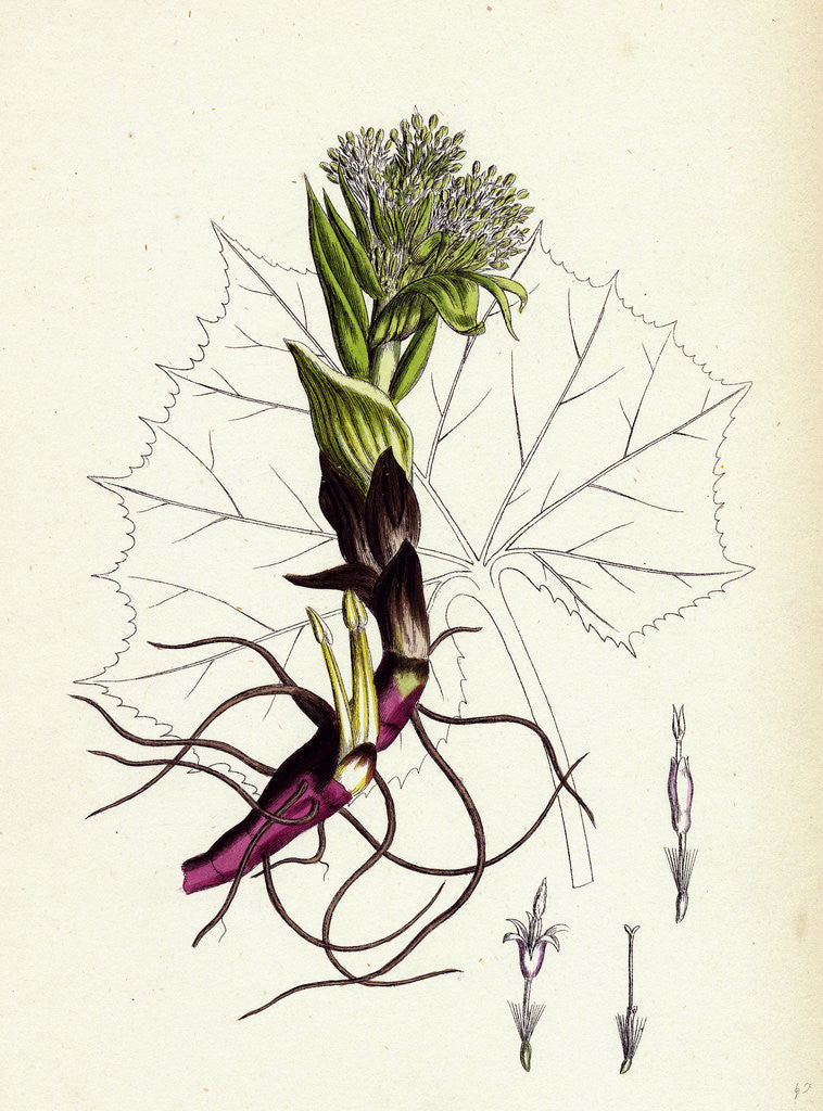 Detail of Petasites Albus White Coltsfoot by Anonymous