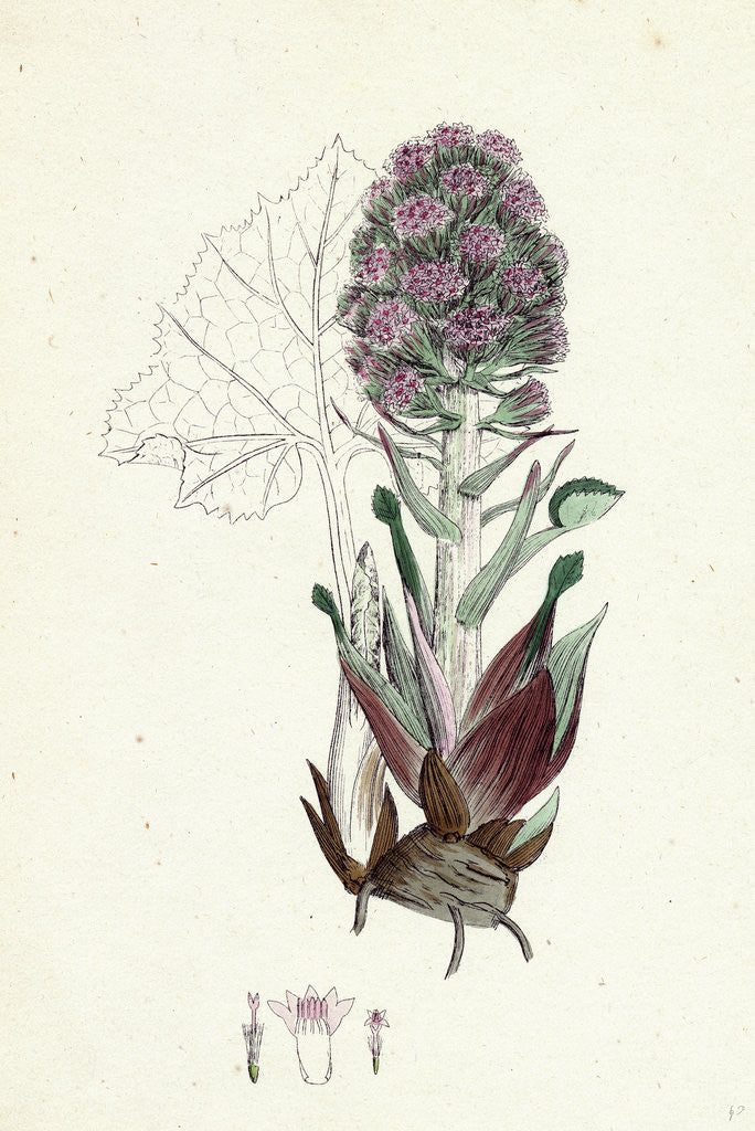 Detail of Petasites Vulgaris Common Butter-Bur Sub-Male by Anonymous