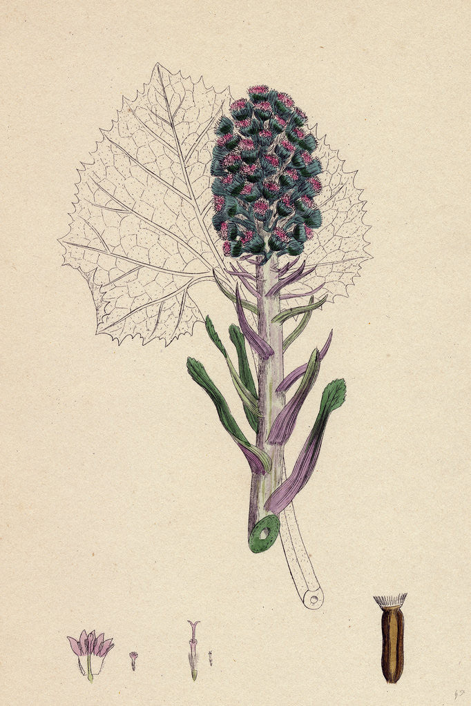 Detail of Petasites Vulgaris Common Butter-Bur Sub-Female by Anonymous