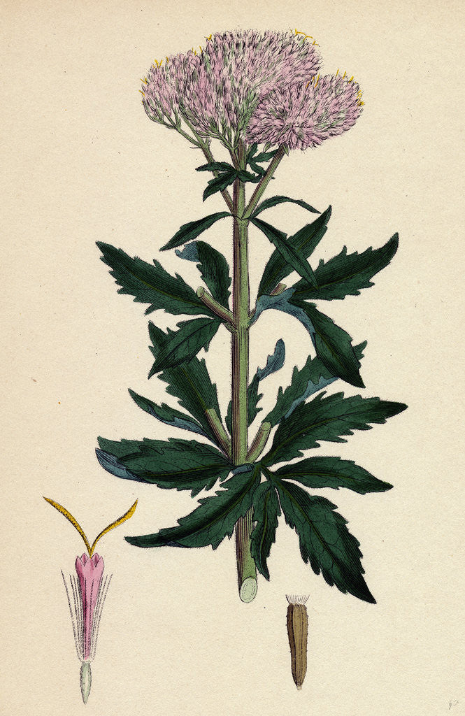 Detail of Eupatorium Cannabinum Common Hemp-Agrimony by Anonymous