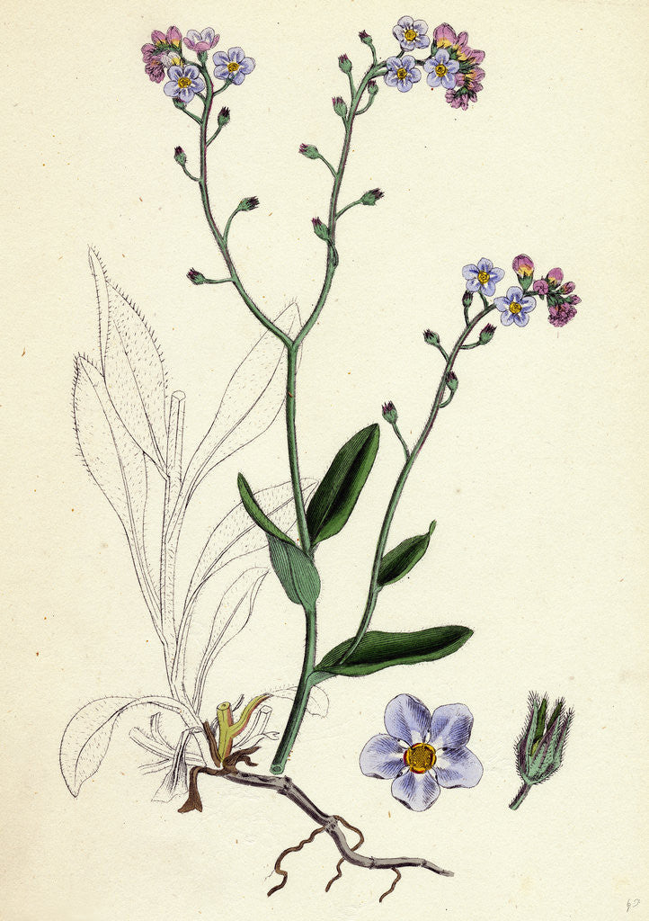 Detail of Myosotis Sylvatica Wood Forget-Me-Not by Anonymous