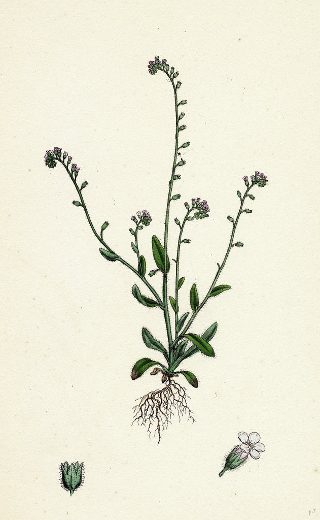 Detail of Myosotis Collina Dwarf Forget-Me-Not by Anonymous