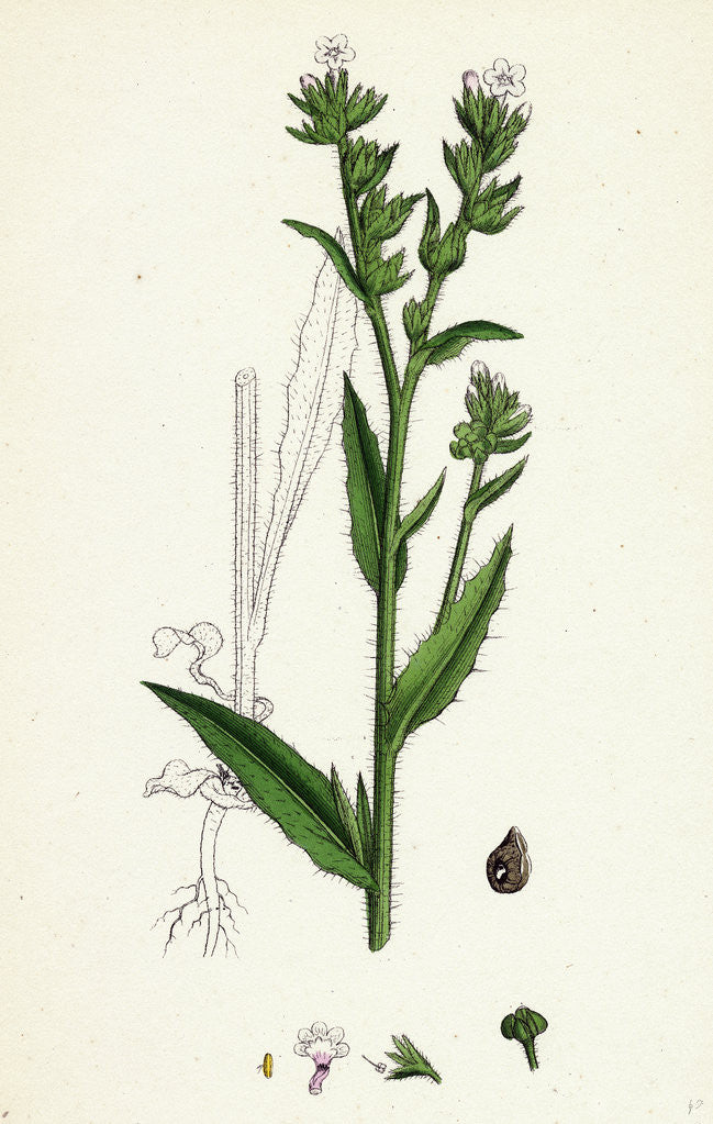 Detail of Anchusa Arvensis Small Bugloss by Anonymous