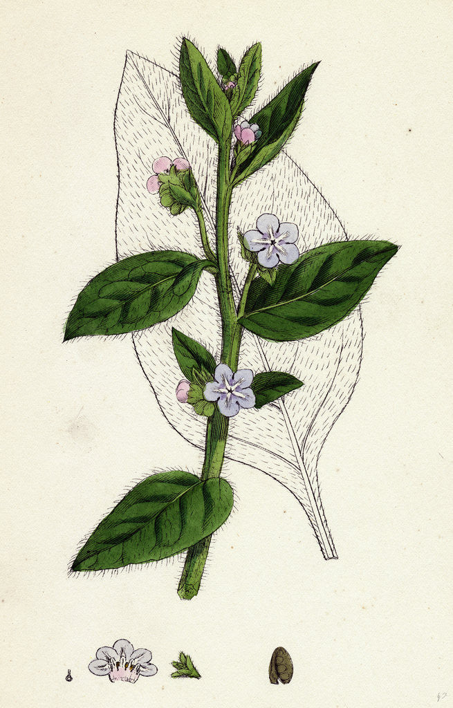 Detail of Anchusa Sempervirens Evergreen Alkanet by Anonymous