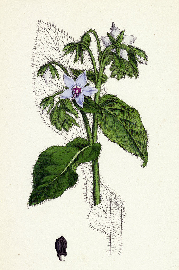 Detail of Borago Officinalis Common Borage by Anonymous