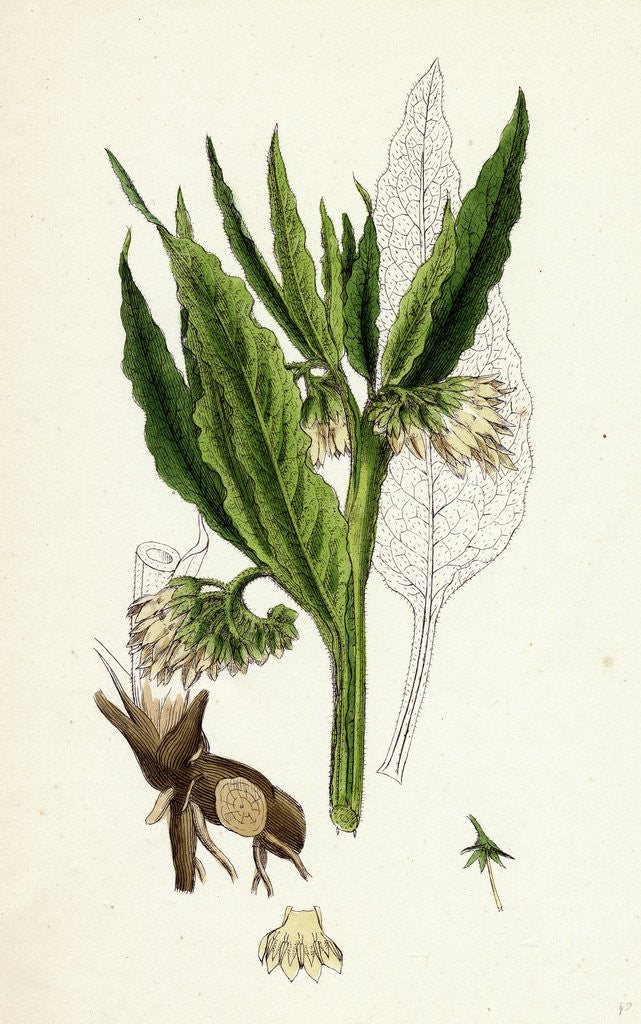 Detail of Symphytum Officinale Var. Genuinum Common Comfrey Var. A. by Anonymous