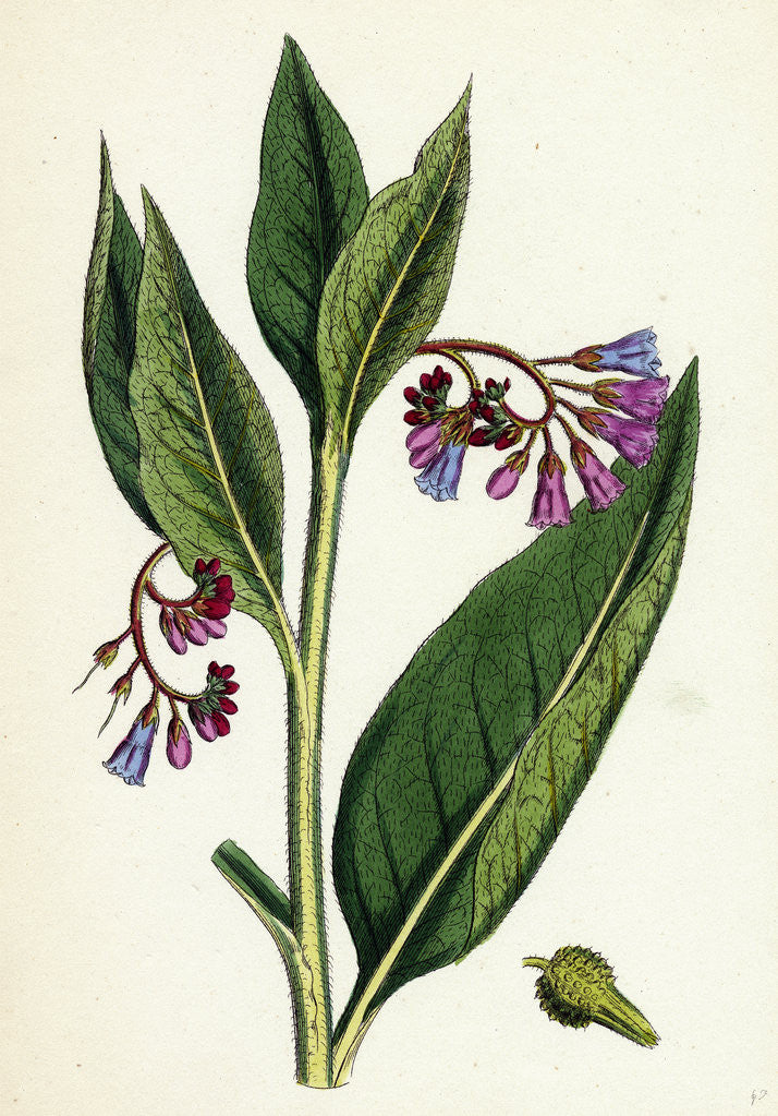 Detail of Symphytum Officinale Var. Patens Common Comfrey Var. B. by Anonymous