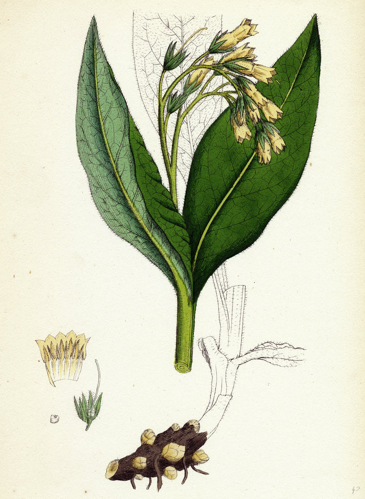 Detail of Symphytum Tuberosum Tuberous Comfrey by Anonymous
