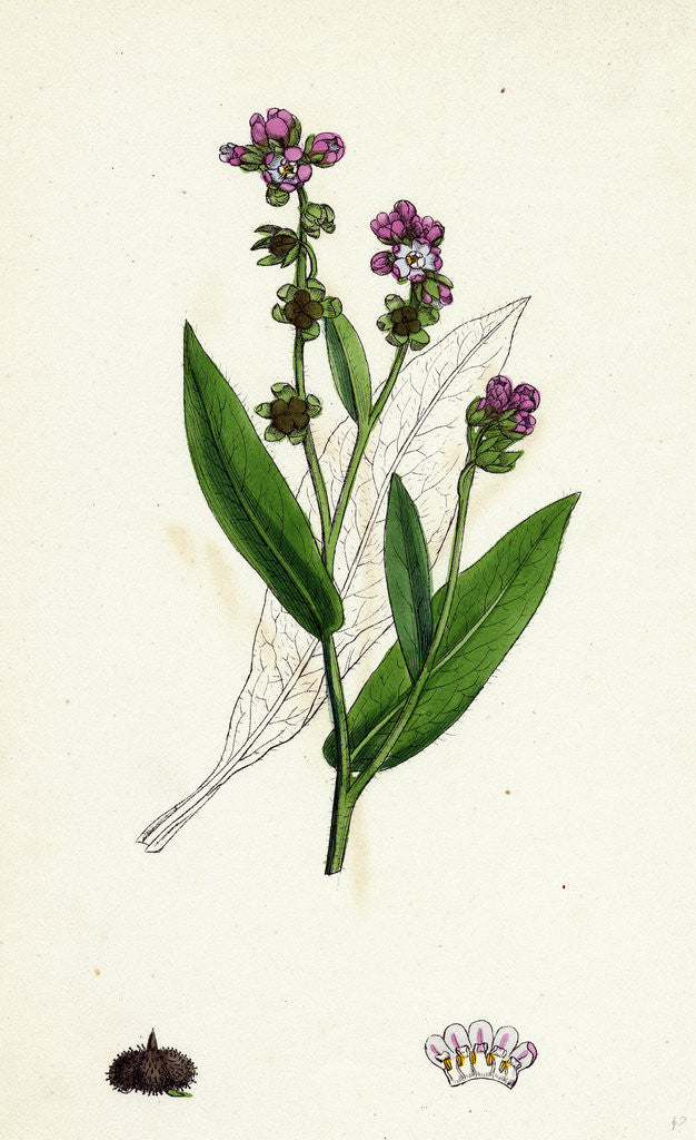 Detail of Cynoglossum Montanum Green-Leaved Hound's-Tongue by Anonymous