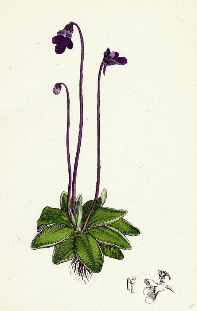 Detail of Pinguicula Vulgaris Common Butterwort by Anonymous