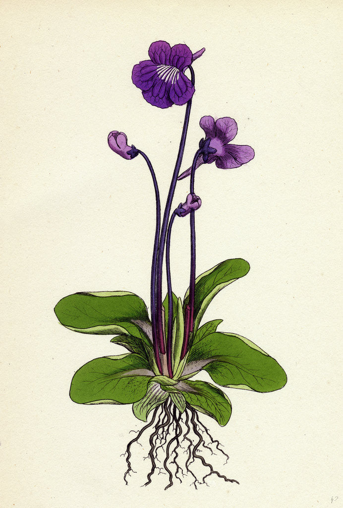 Detail of Pinguicula Grandiflora Large-Flowered Butterwort by Anonymous