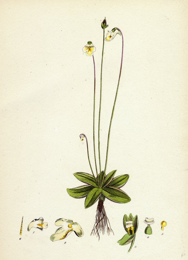 Detail of Pinguicula Alpina Alpine Butterwort by Anonymous