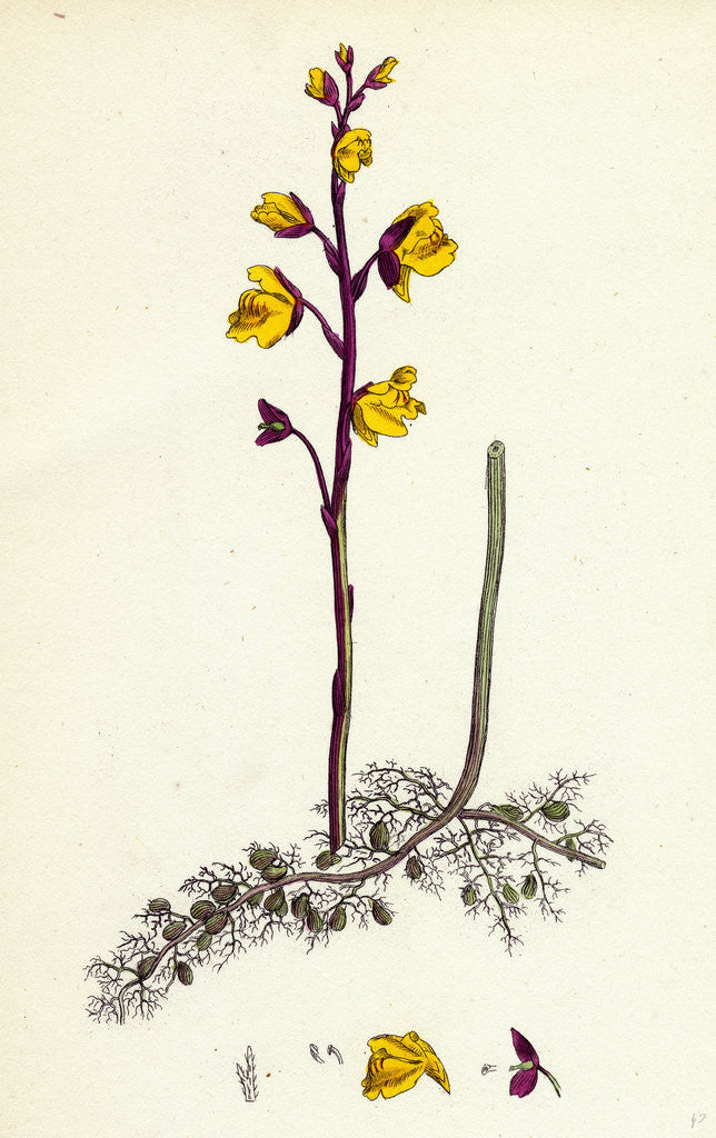 Detail of Utricularia Vulgaris Greater Bladderwort by Anonymous