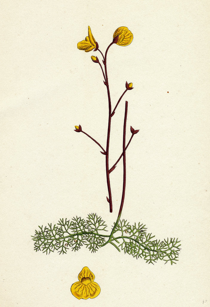 Detail of Utricularia Neglecta Lehman's Bladderwort by Anonymous