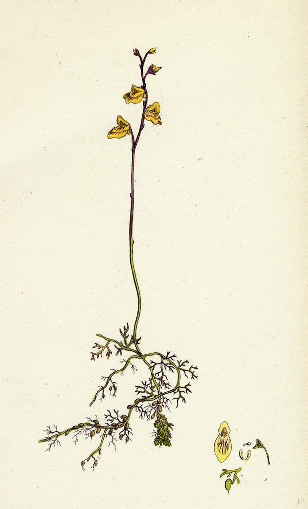 Detail of Utricularia Minor Lesser Bladderwort by Anonymous
