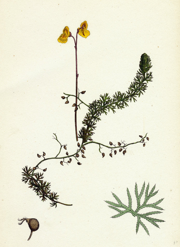 Detail of Utricularia Intermedia Intermediate Bladderwort by Anonymous