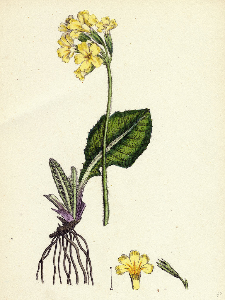 Detail of Primula Elatior Jaquin's Oxlip by Anonymous
