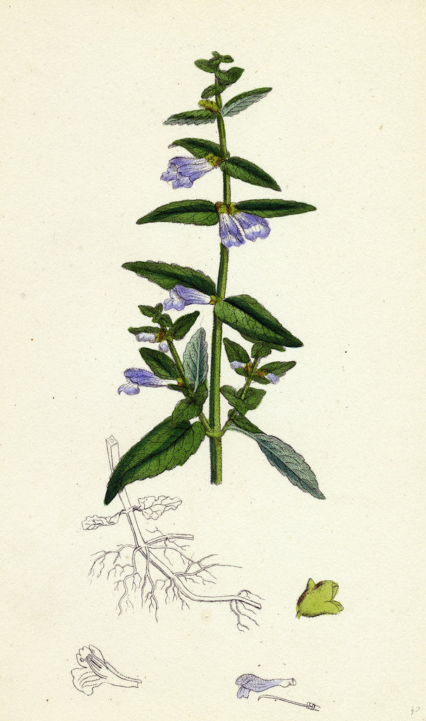 Detail of Scutellaria Galericulata Common Scull-Cap by Anonymous