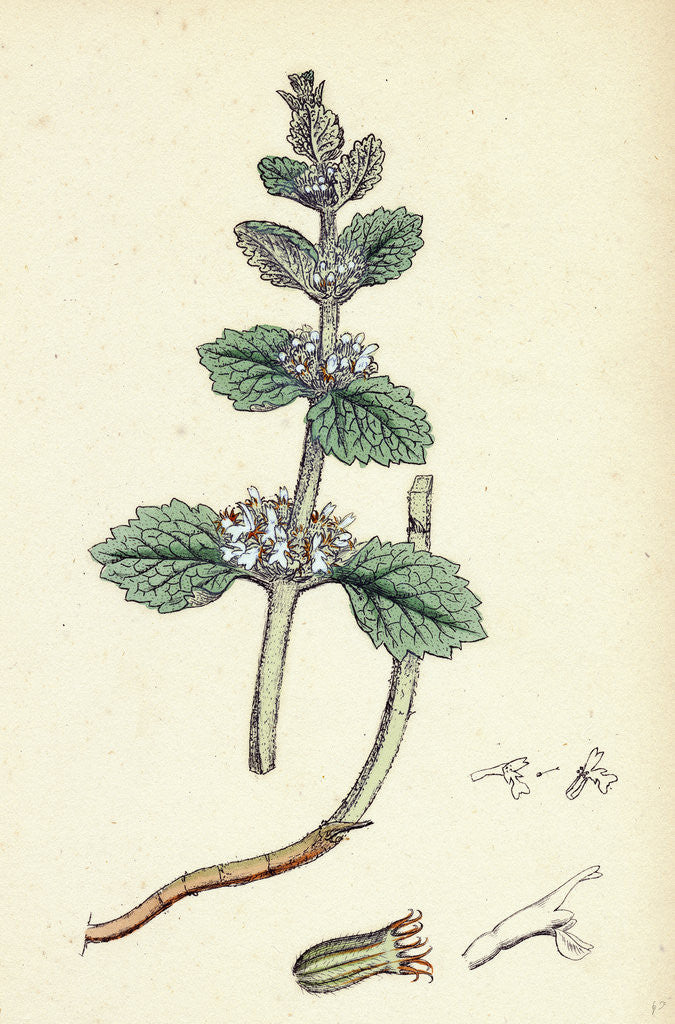 Detail of Marrubium Vulgare White Horehound by Anonymous