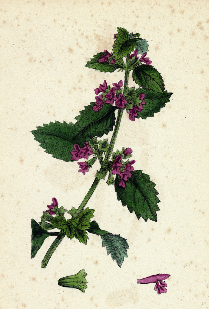 Detail of Ballota Nigra Var. Foetida Black Horehound Var. A. by Anonymous