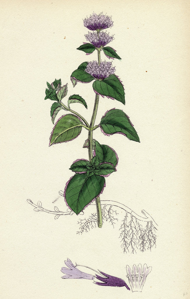 Detail of Mentha Citrata Bergamot Mint by Anonymous
