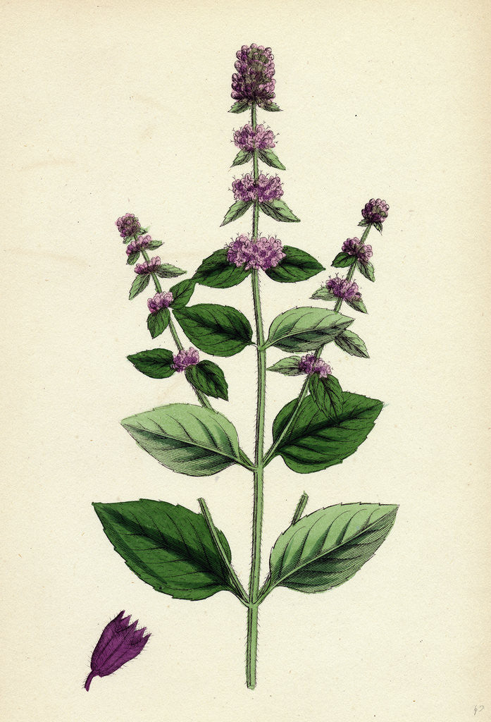Detail of Mentha Sativa Var. Paludosa Marsh Whorled Mint Var. B. by Anonymous