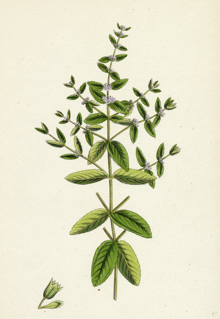 Detail of Mentha Pratensis Meadow Mint by Anonymous