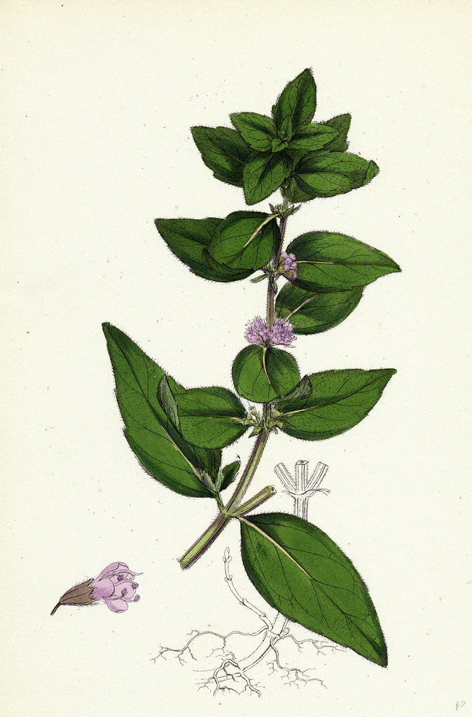 Detail of Mentha Gentilis Bushy Red Mint by Anonymous