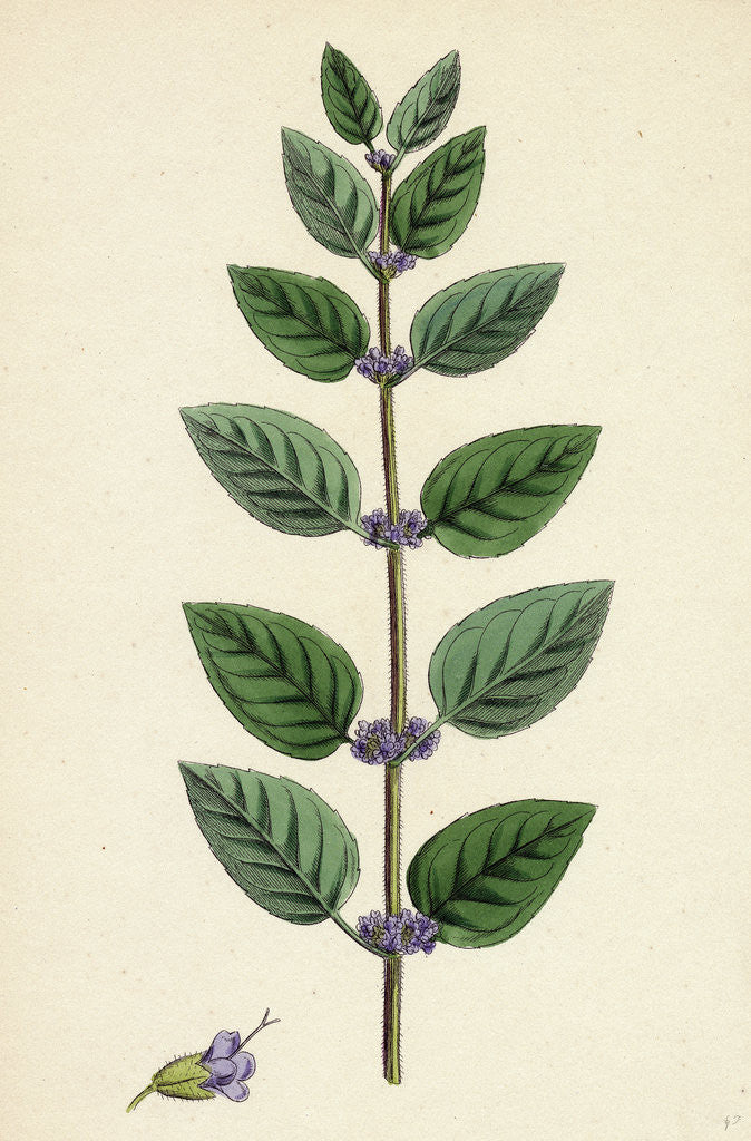 Detail of Mentha Arvensis Var. Allionii Corn Mint Var. E. by Anonymous