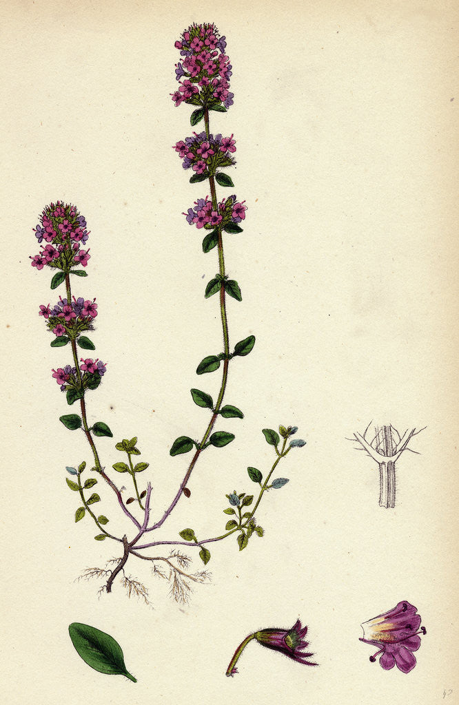 Detail of Thymus Chamaedrys Larger Wild Thyme by Anonymous